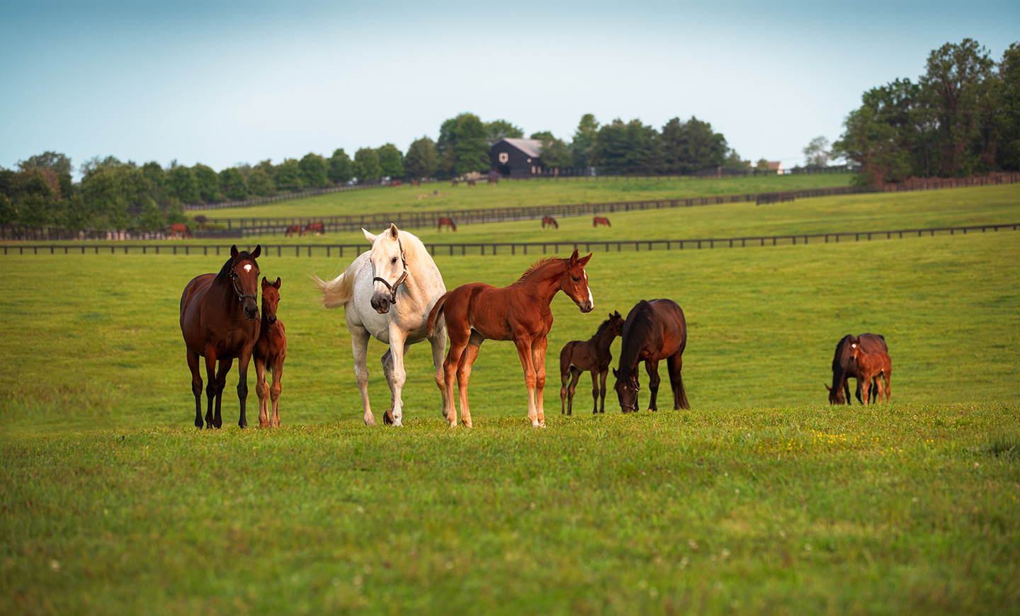 Mares and foals