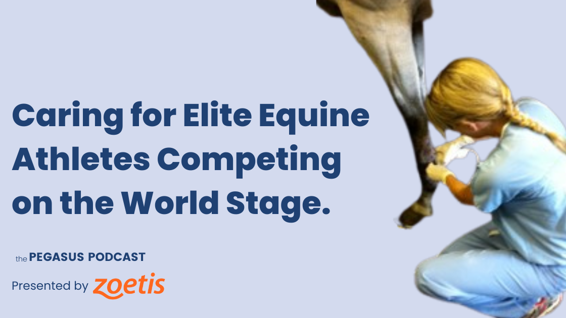 What Does it Take to Care for Horses Competing at the Highest Levels?