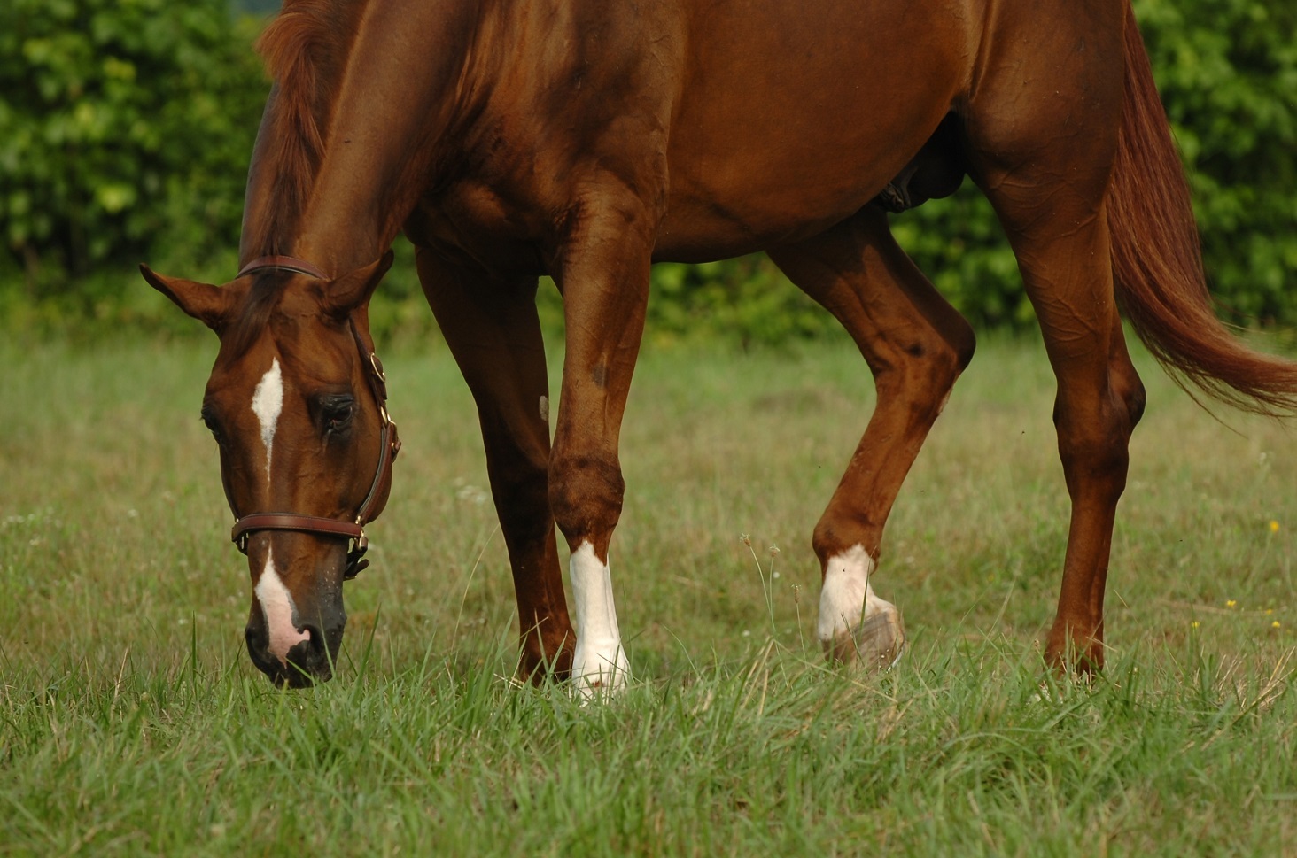 Stay ahead of parasites with targeted deworming 