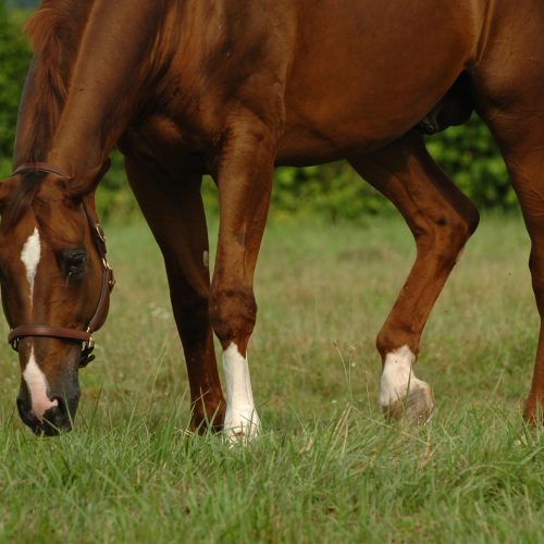 Stay ahead of parasites with targeted deworming 