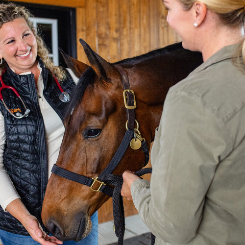 Equine sedation requires experienced veterinary support and clear communication between horse owners and care providers. This image shows a Zoetis veterinarian ensuring the horse remains calm and comfortable throughout the process.