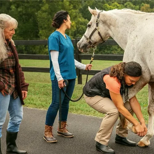 The Future of Equine Joint Management With Orthobiologics